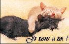 chat gratis les