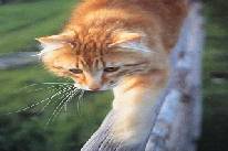 Equilibre sur une poutre!!!
