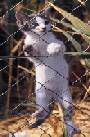 Bien, chaton!!!!