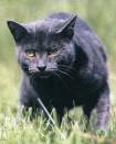 En pleine chasse!!!